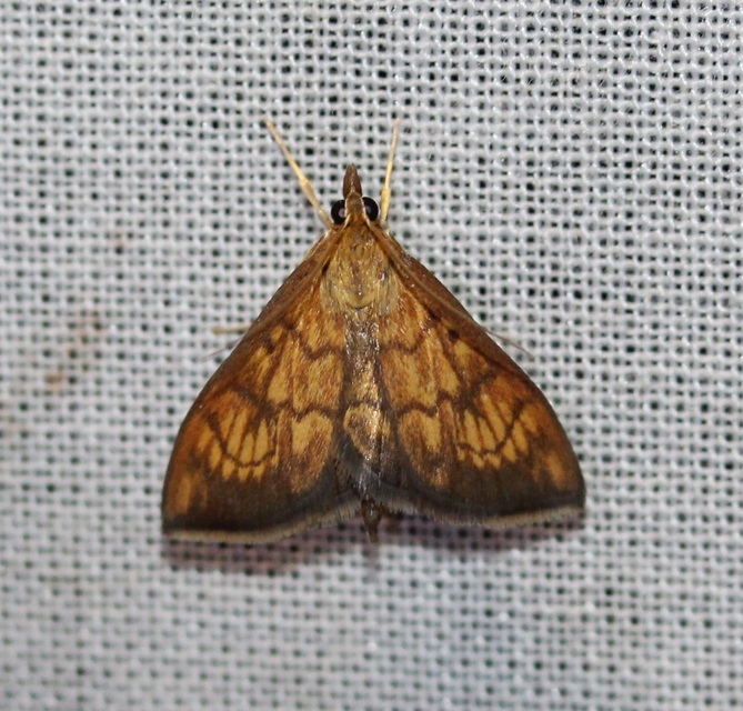 Ecpyrrhorrhoe rubiginalis - rozsdavörös tűzmoly