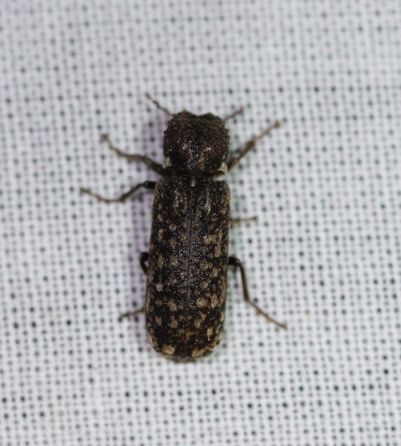 Lichenophanes varius - tarka csuklyásszú