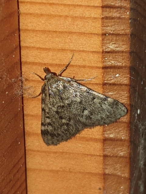 Aglossa pinguinalis - zsiradékmoly