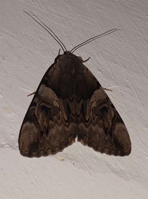 Catocala fulminea - galagonya-övesbagoly