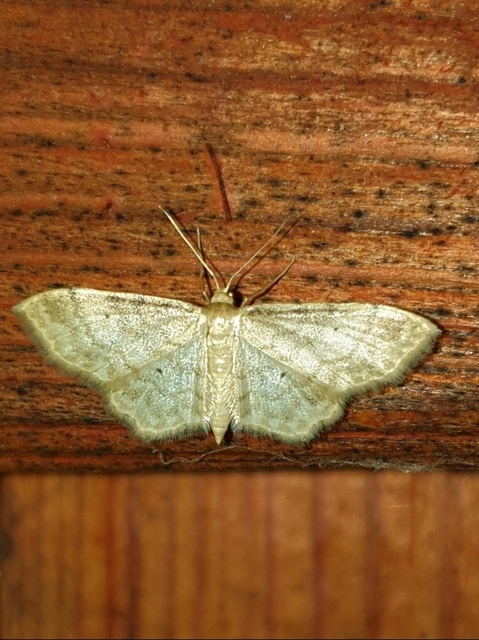 Idaea fuscovenosa - szürkeszélű apróaraszoló