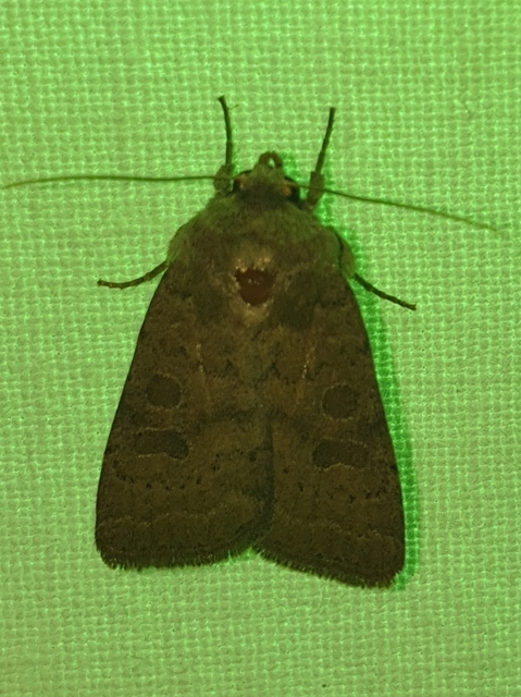 Hoplodrina octogenaria - barna selymesbagoly