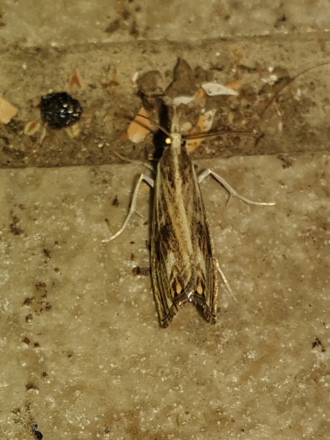 Catoptria verellus - kormos fűgyökérmoly