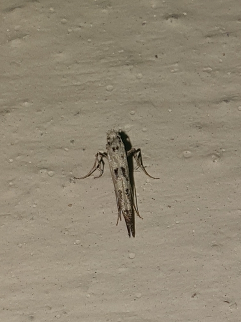 Ornixola caudulatella - farkos keskenymoly