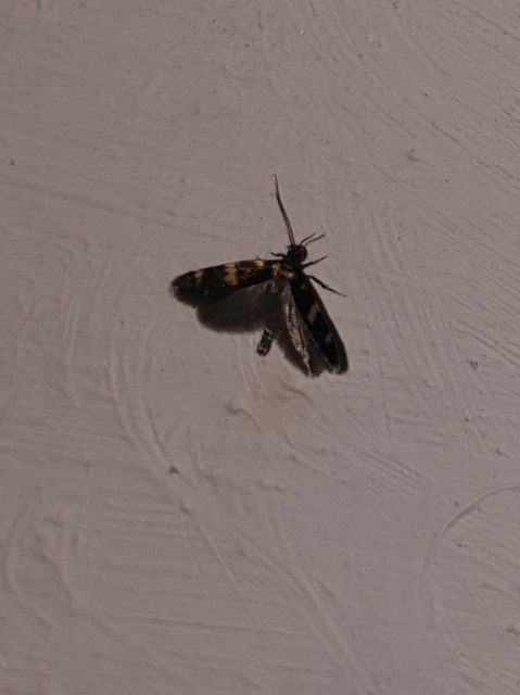 Oegoconia