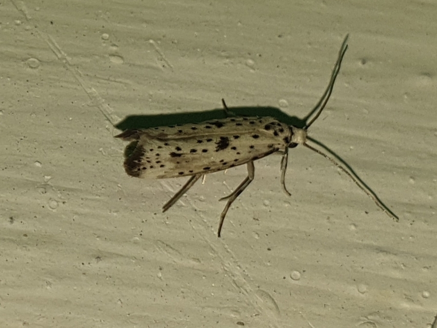 Yponomeuta plumbella - pókhálós bengemoly