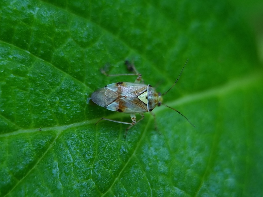 Lygus pratensis - változó mezeipoloska