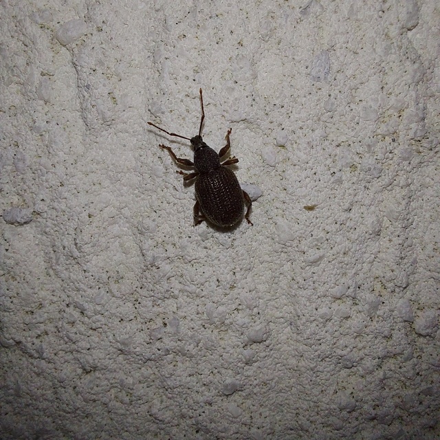 Otiorhynchus rugosostriatus - szamóca-gyalogormányos