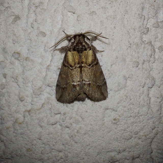 Drymonia velitaris - hegyi púposszövő