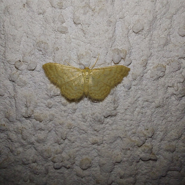 Idaea dilutaria - napvirág-apróaraszoló
