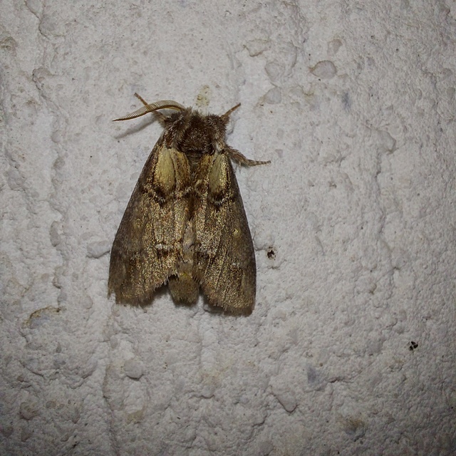 Drymonia velitaris - hegyi púposszövő