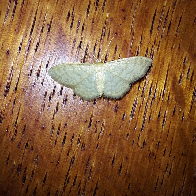 Idaea dilutaria - napvirág-apróaraszoló