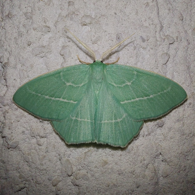 Hemistola chrysoprasaria - kékes zöldaraszoló