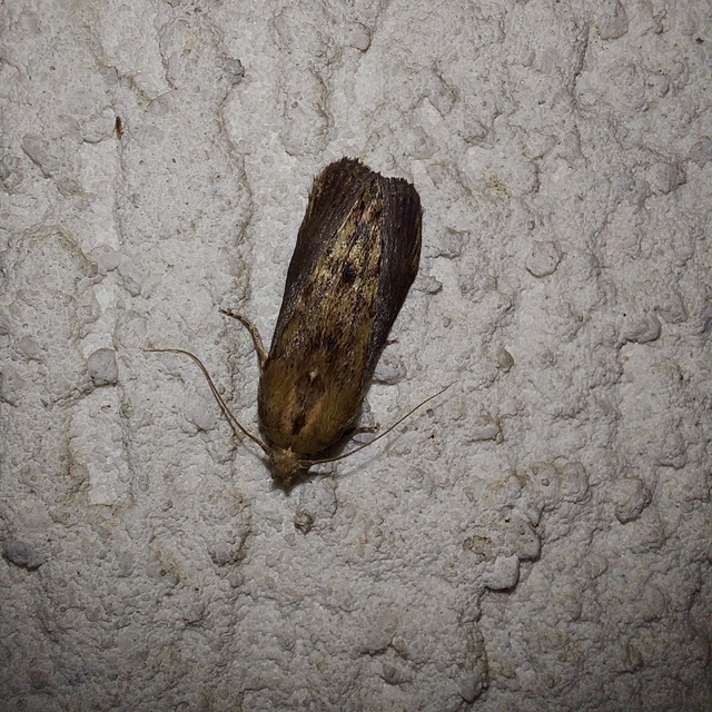 Galleria mellonella - nagy viaszmoly