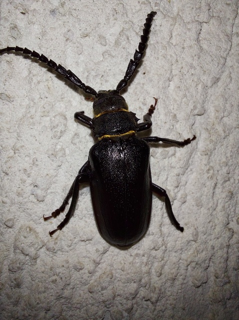Prionus coriarius - csőszcincér