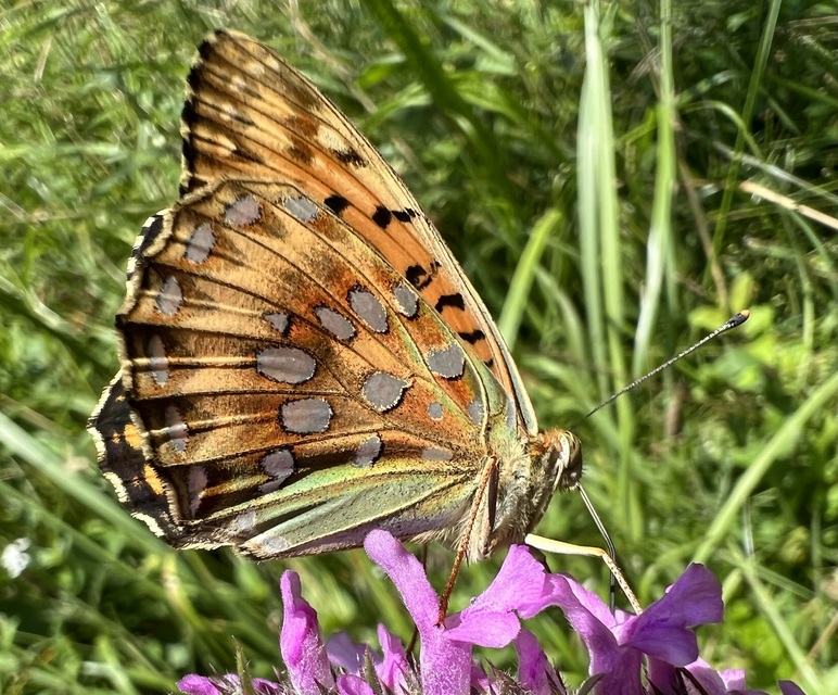 Argynnis aglaja - kerekfoltú gyöngyházlepke