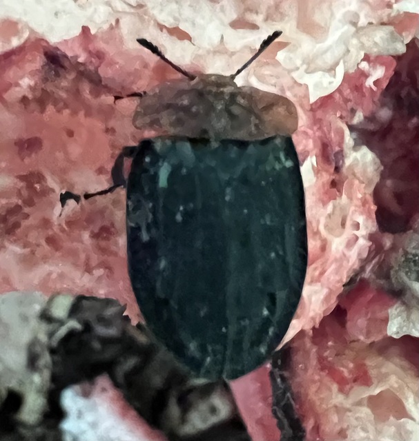 Oiceoptoma thoracicum - vörösnyakú dögbogár