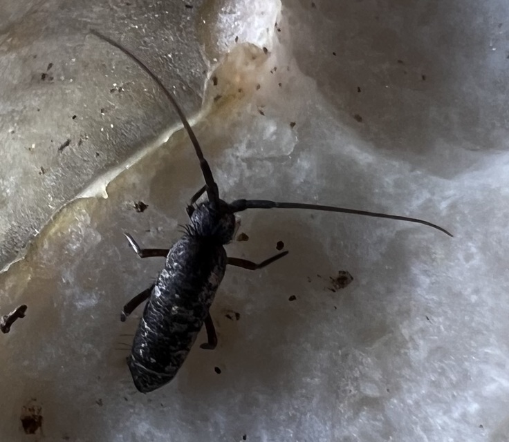 Collembola - Ugróvillások