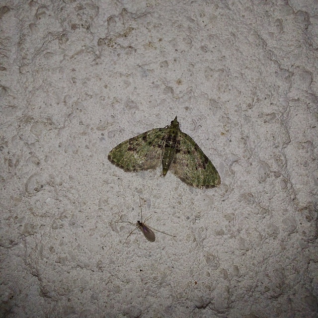 Chloroclystis v-ata - zöldes törpearaszoló