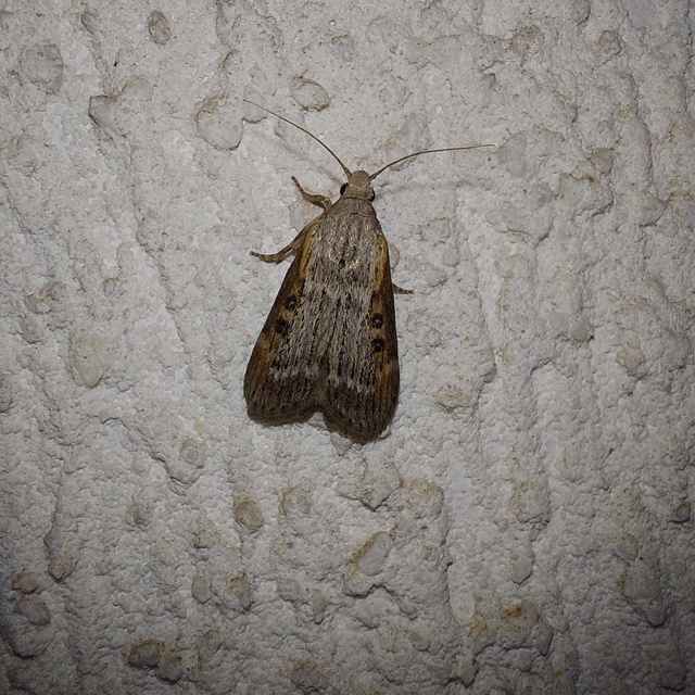 Lamoria anella - törmelékmoly