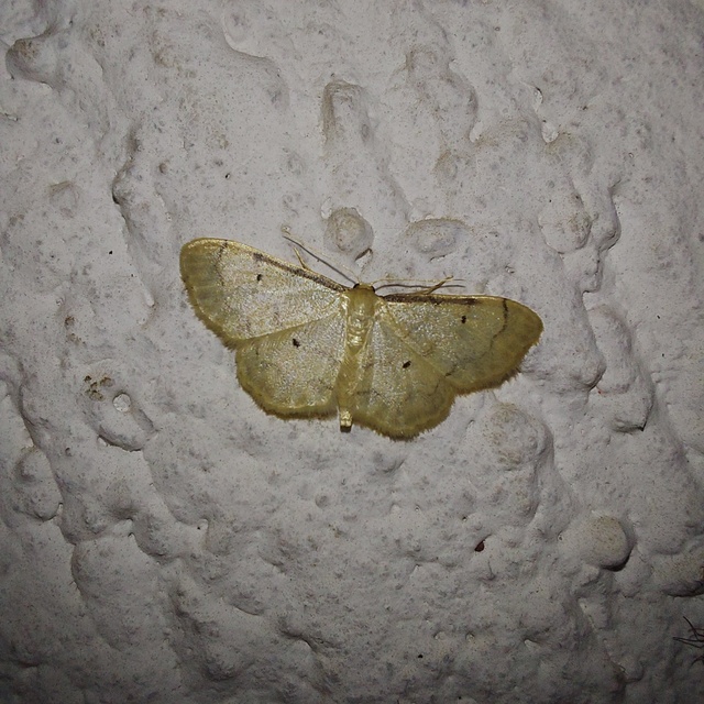 Idaea politaria - vonalas apróaraszoló