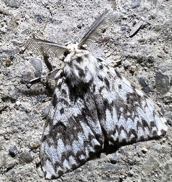 Lymantria monacha - apácalepke