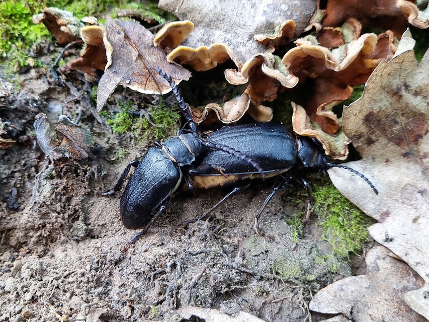 Prionus coriarius - csőszcincér