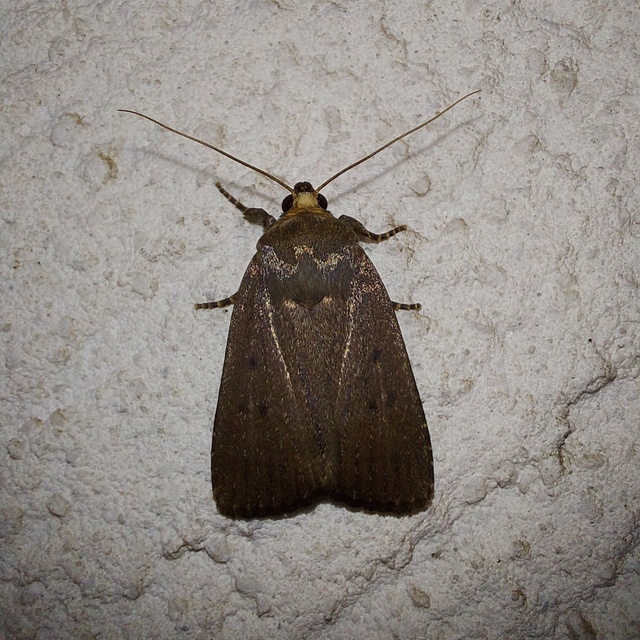 Amphipyra tragopoginis - bakszakállbagoly