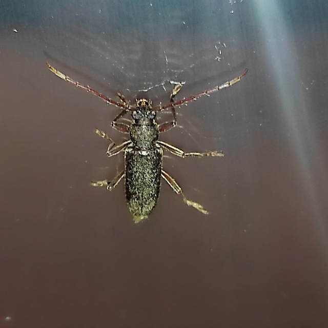 Trichoferus campestris - szállóvendég éjicincér