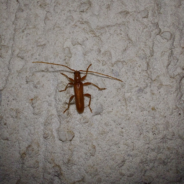 Axinopalpis gracilis - kecses selymescincér