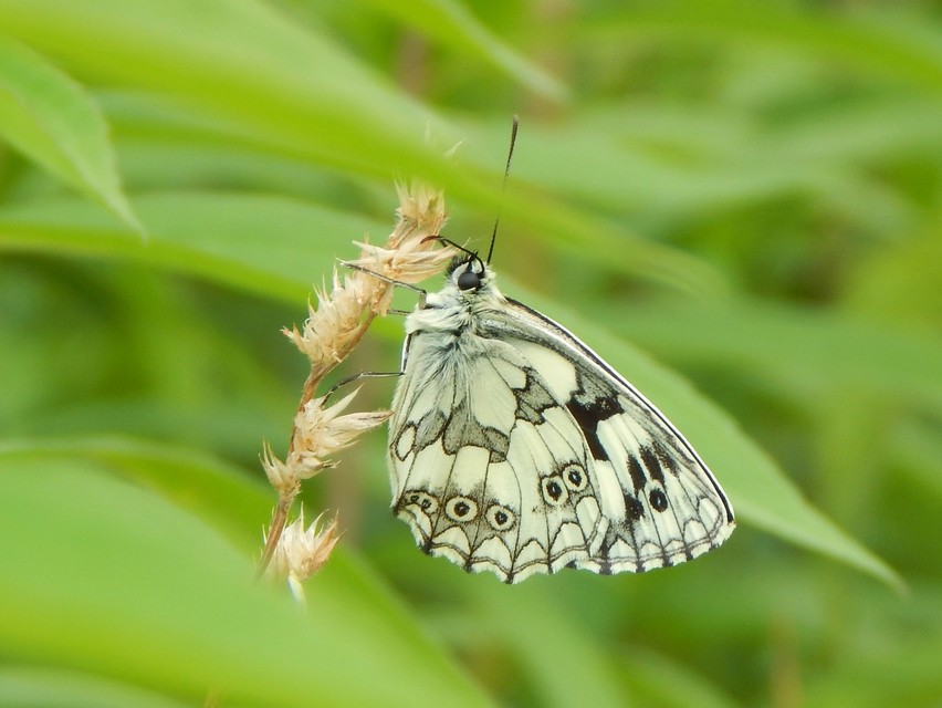 Melanargia galathea - sakktáblalepke