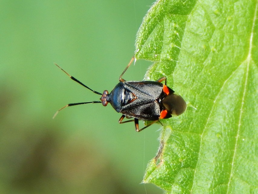 Deraeocoris ruber - vöröses mezeipoloska