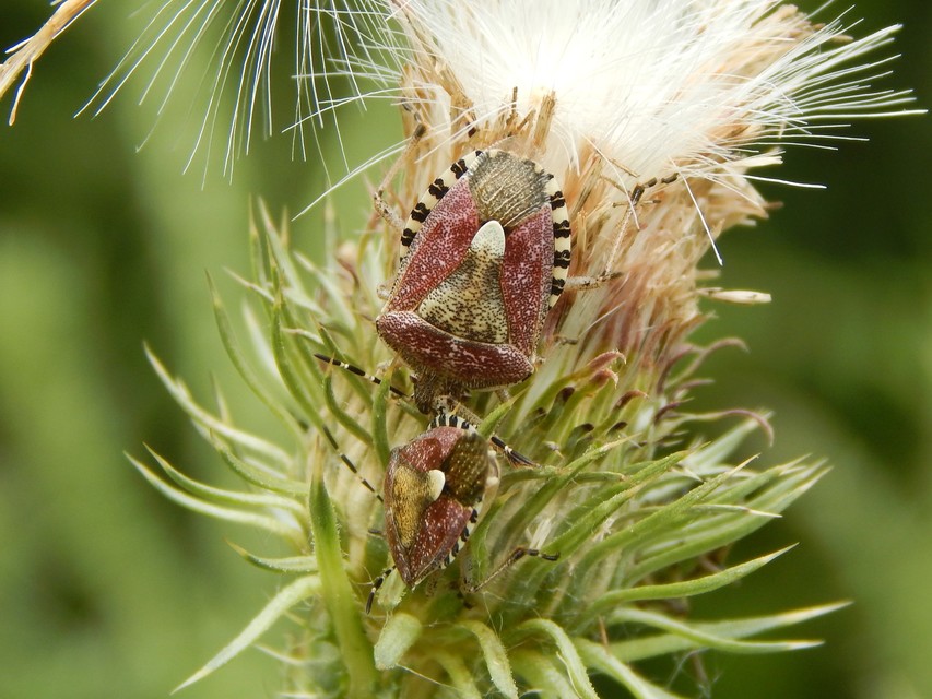 Dolycoris baccarum - közönséges bogyómászó-poloska