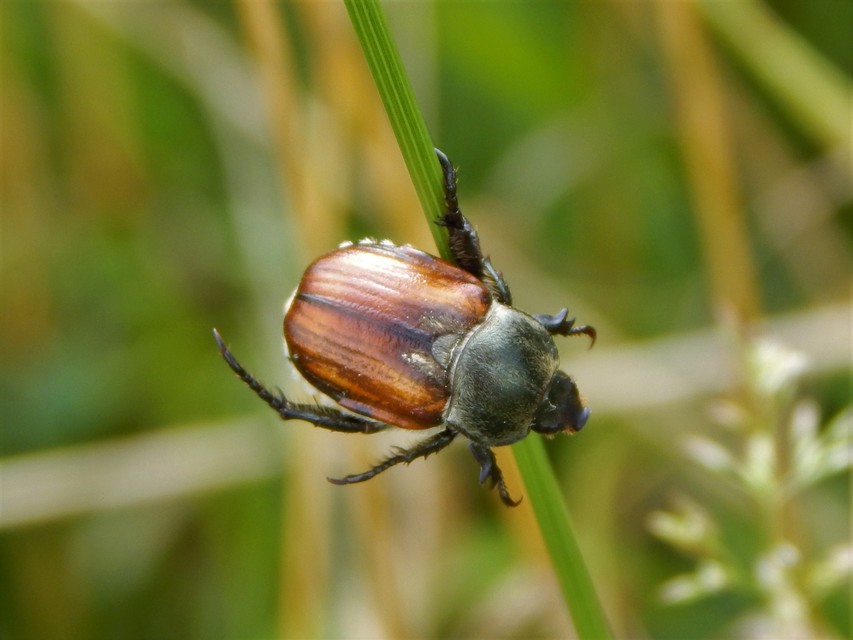 Anisoplia tempestiva - gabonaszipoly