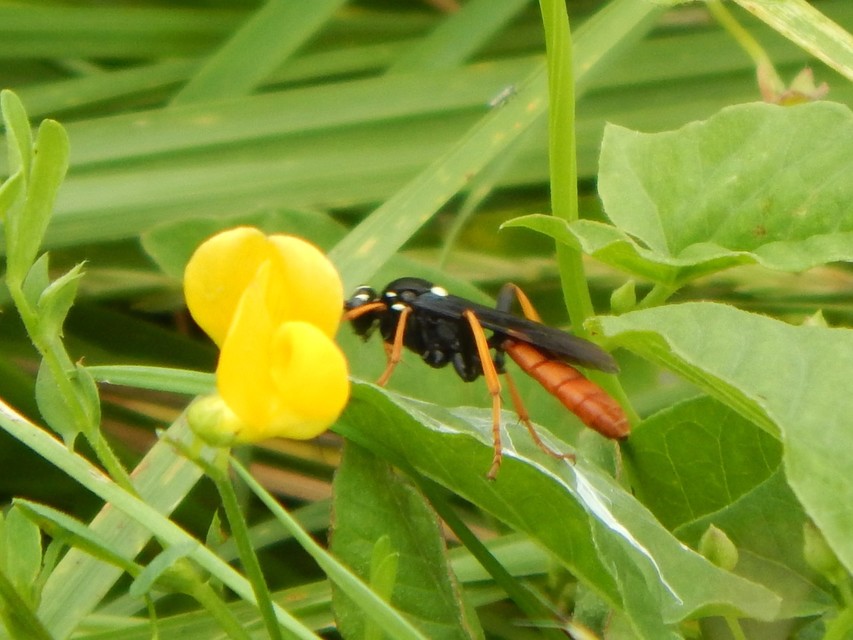 Hymenoptera - Hártyásszárnyúak