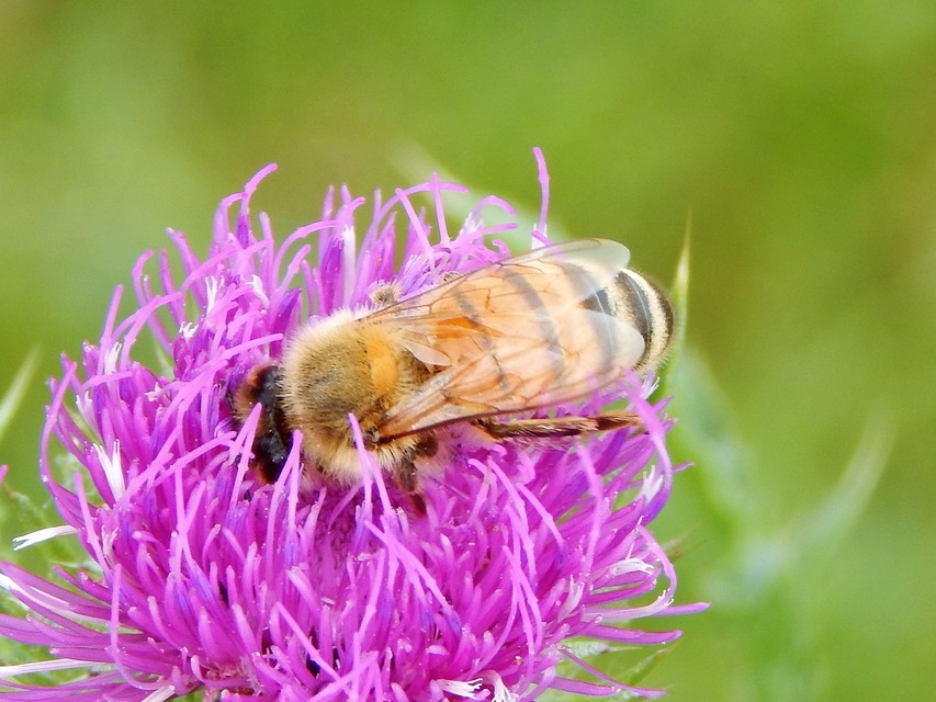 Hymenoptera - Hártyásszárnyúak