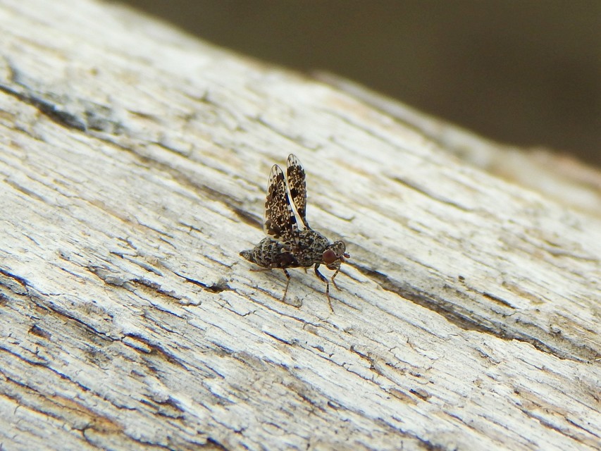 Callopistromyia annulipes - pávalégy