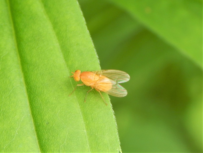 Diptera - Kétszárnyúak