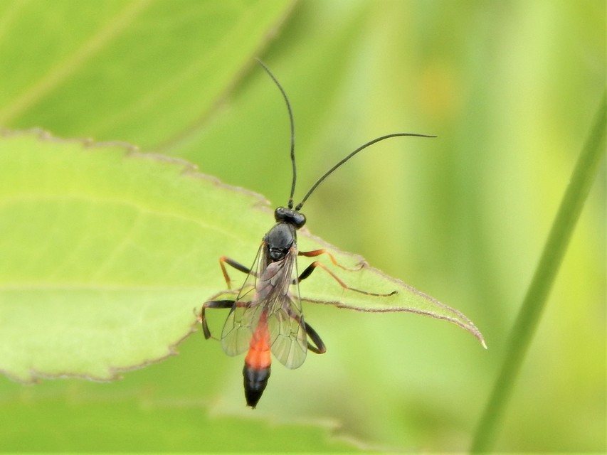 Hymenoptera - Hártyásszárnyúak