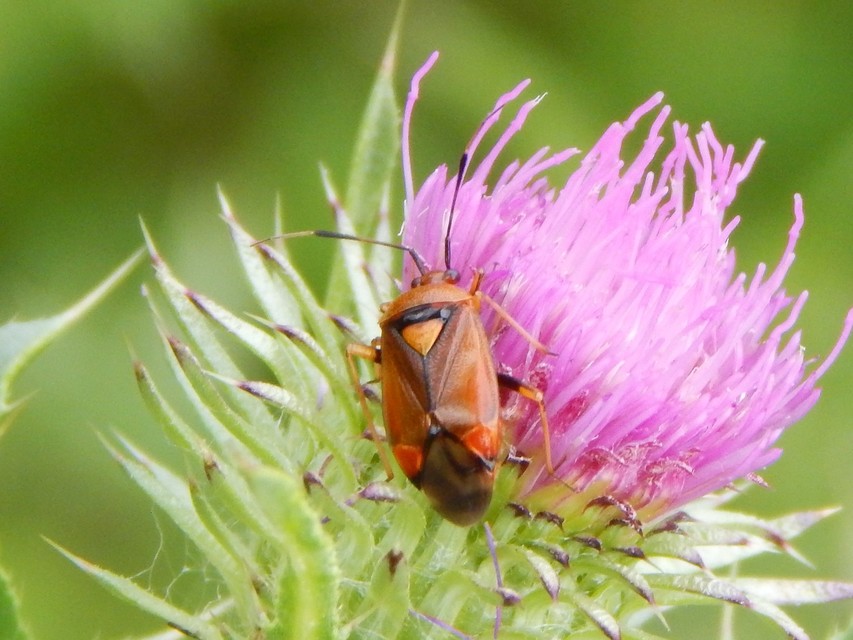 Deraeocoris ruber - vöröses mezeipoloska