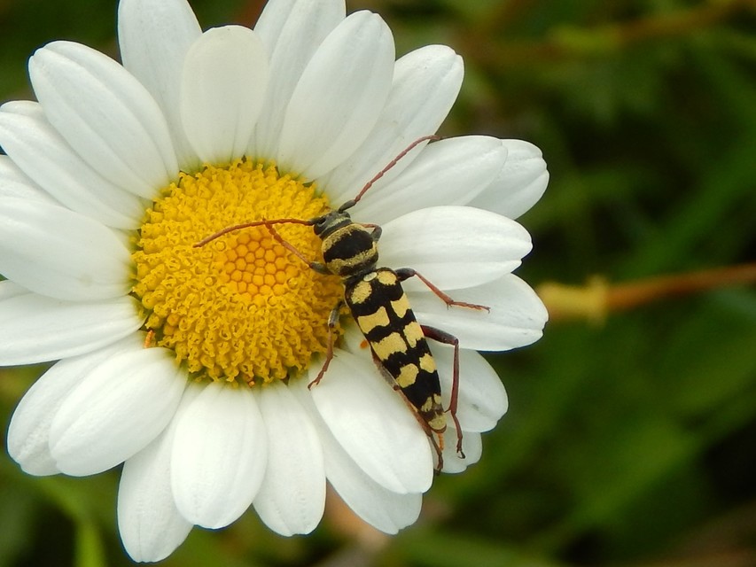 Echinocerus floralis - lucerna-darázscincér