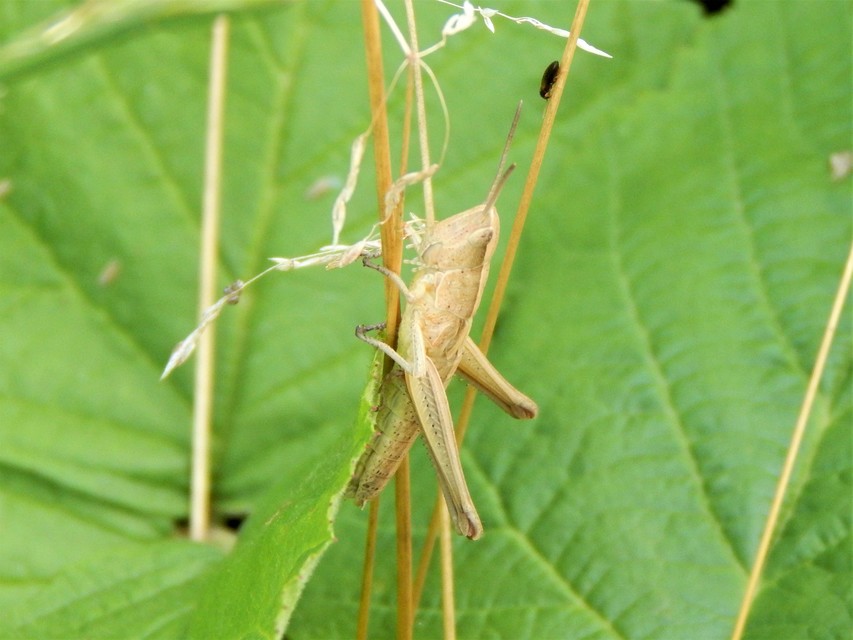 Chrysochraon dispar - aranyos sáska