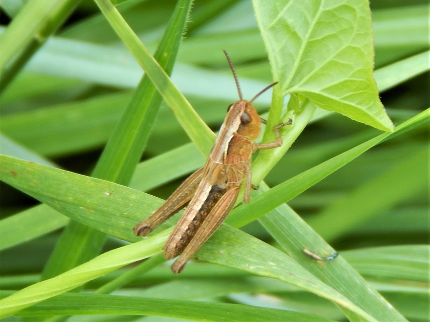 Pseudochorthippus parallelus - közönséges rétisáska