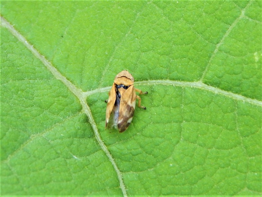 Auchenorrhyncha - Kabócák