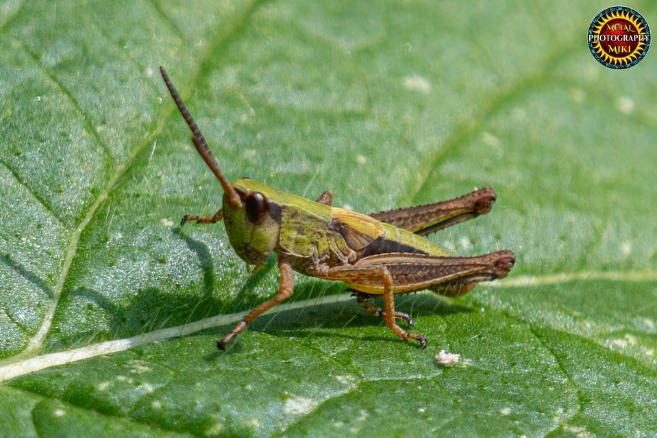 Chorthippus (Chorthippus) (subgenus)