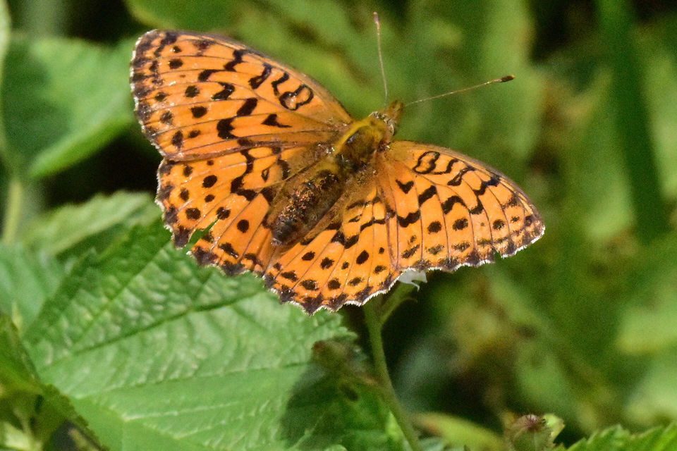 Brenthis daphne - málna-gyöngyházlepke