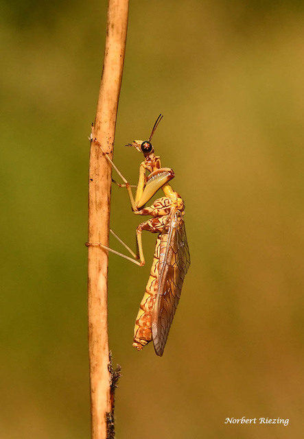 Mantispa