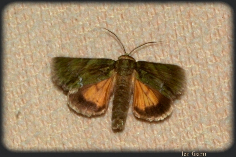 Polyphaenis sericata - selyemfényű erdeibagoly