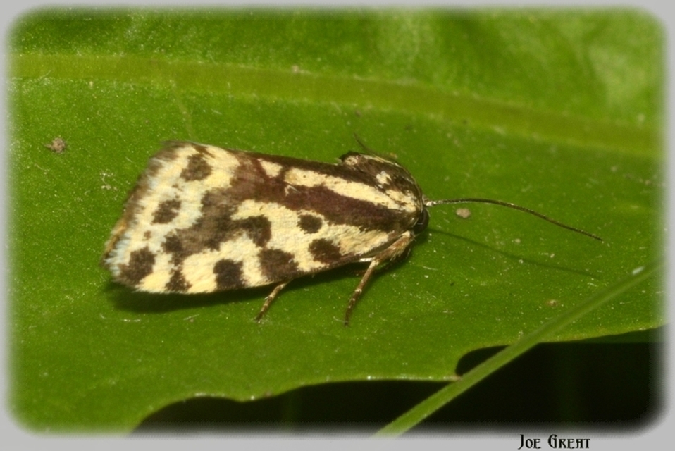 Emmelia trabealis - zebrabagoly