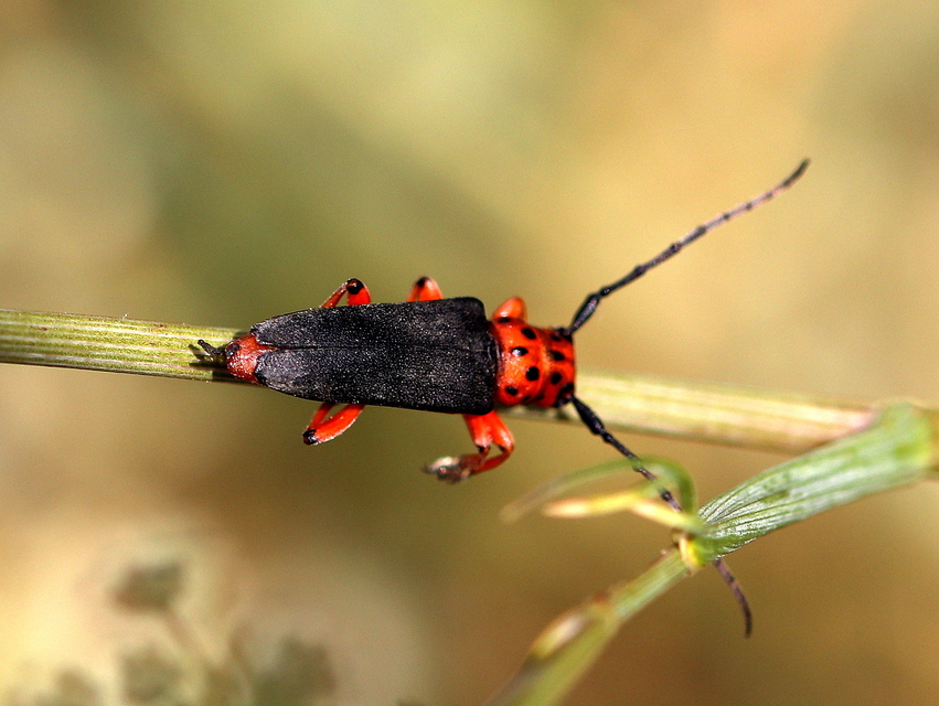 Phytoecia argus - árgusszemű cincér